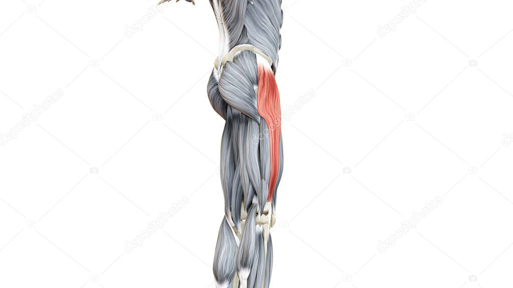 Tensor and differential form symbols